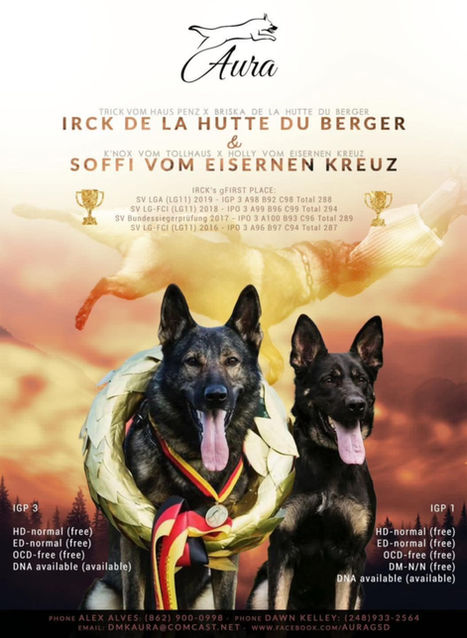 SOFFI VOM EISERNEN KREUZ x IRCK DE LA HUTTE DU BERGER