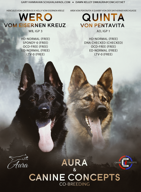 QUINTA VON PENTAVITA x WERO VOM EISERNEN KREUZ