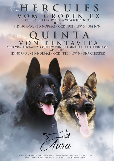 QUINTA VON PENTAVITA x HERCULES VOM GROBEN EX