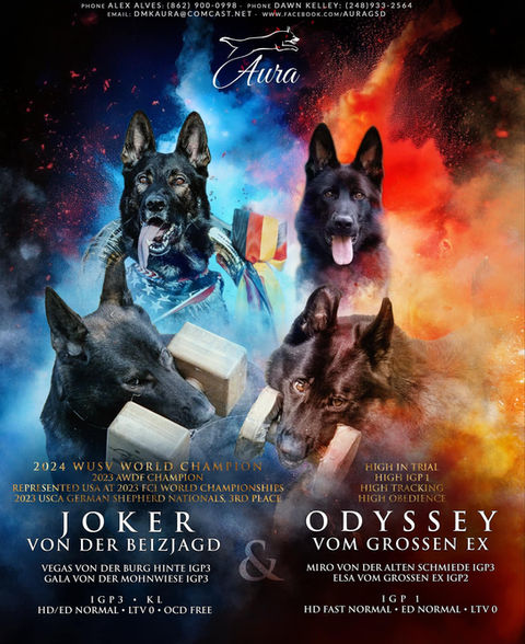 ODYSSEY GROSSEN EX x JOKER VON DER BEIZJAGD