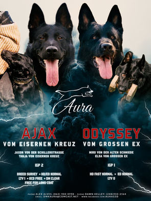 ODYSSEY VOM GROSSEN EX x AJAX VOM EISERNEN KREUZ