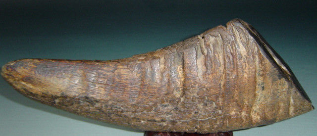 Xi Jiao Di Huang Tang