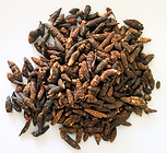 צמח Xiang Fu (Cyperi Rhizoma)