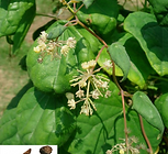 צמח Bei Dou Gen (Menispermi Rhizoma)