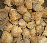 Sang Piao Xiao (Mantidis Ootheca)