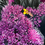 Thumbnail: Pollinator: Allium Clouds