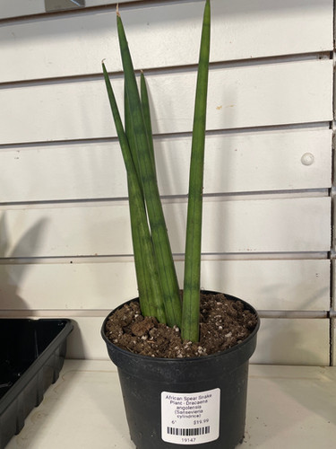 African Spear Snake Plant - Dracaena angolensis (Sansevieria cylindrica) |  Plumline