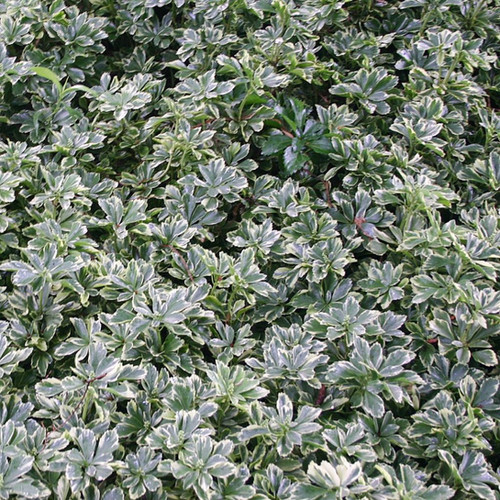 Pachysandra terminalis 'Variegata' - Variegated Spurge | Plumline