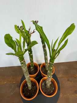 ball python plants Ball Python Plant Pack V2 main image 0