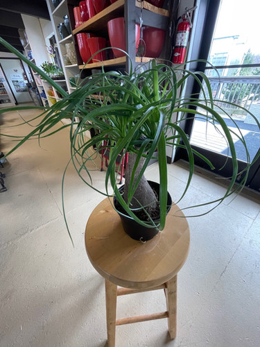 Ponytail Palm - Beaucarnea recurvata | Plumline