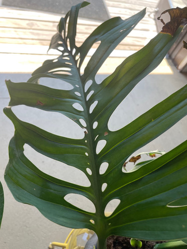 pineapple sage plant uses Organic Salvia elegans 'Pineapple Sage' Plant