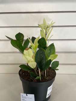 monstera adansonii aurea variegata Monstera Adansonii Aurea