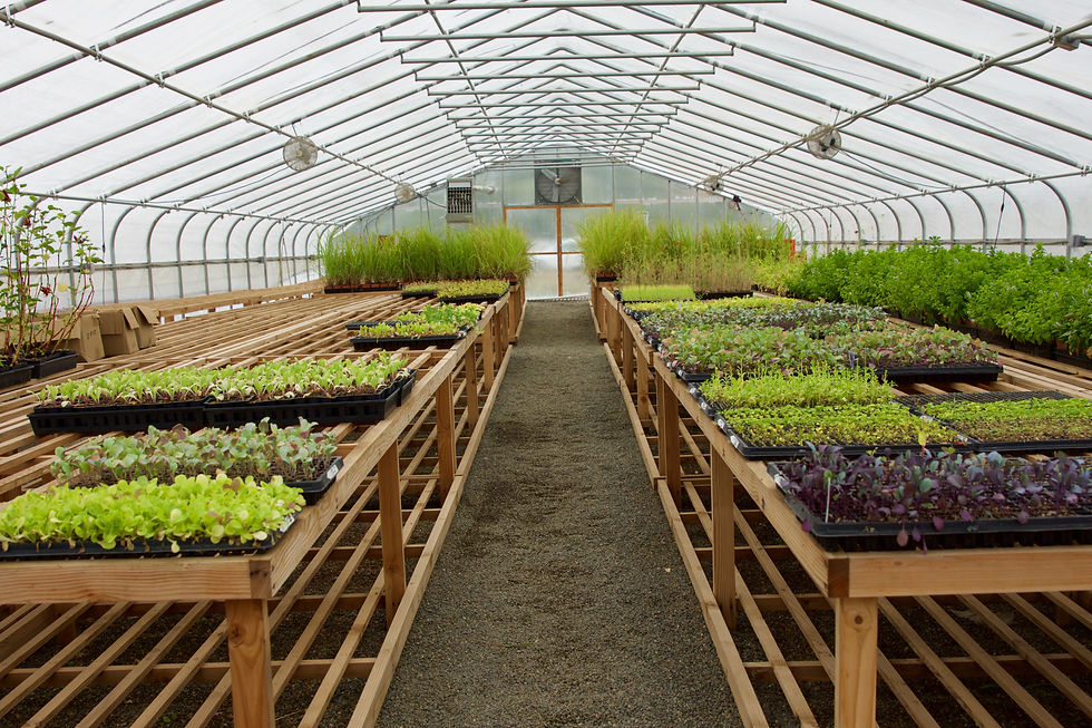 The Noci Sonoma greenhouse. Plant starts for next season's crop.