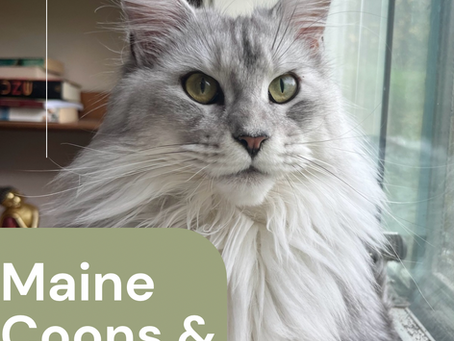 Are Maine Coon cats good for families with children?