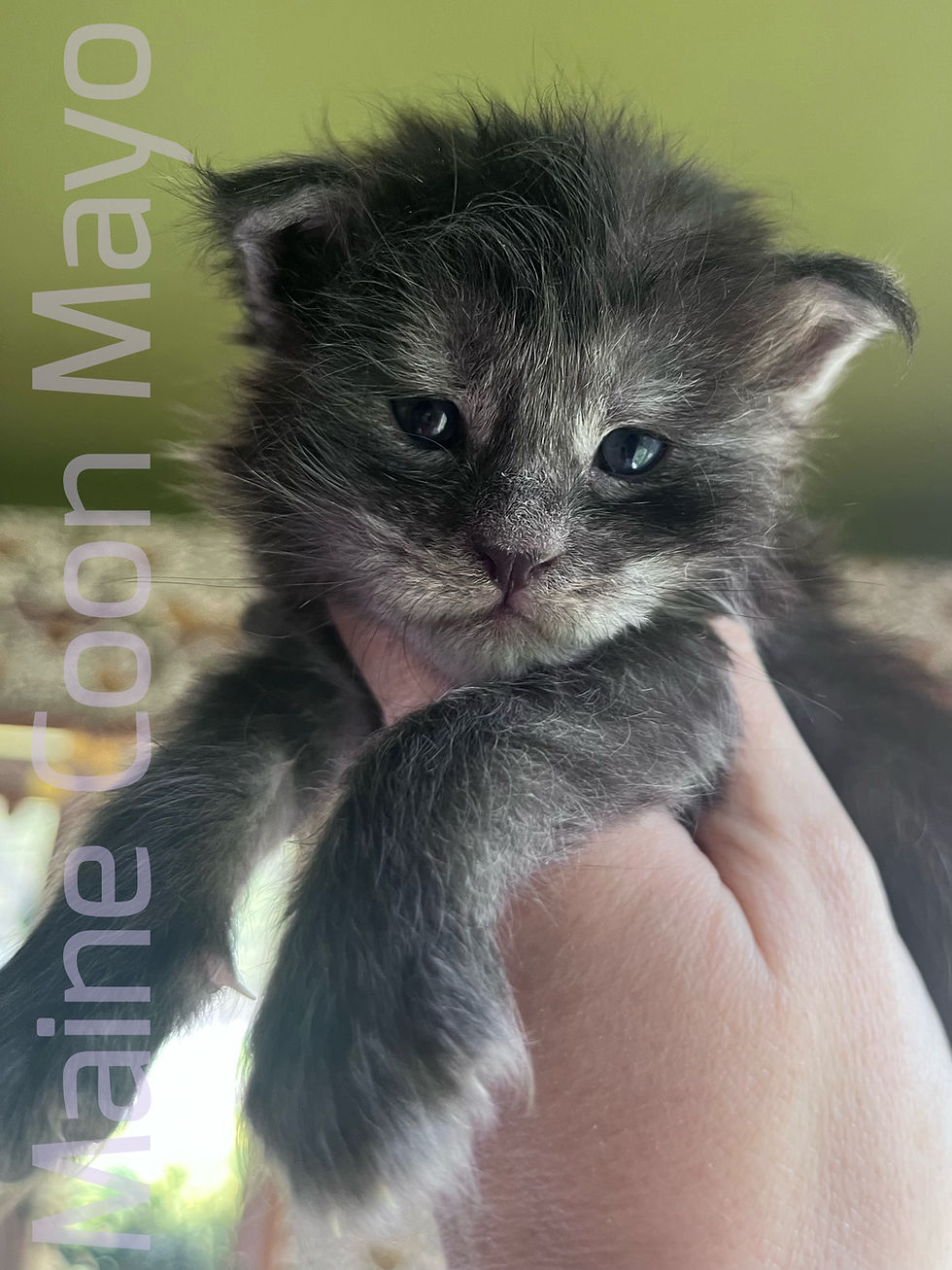 Maine Coon kittens being raised and socialized at Maine Coon Mayo