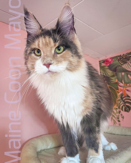 Blue tortie with white Maine Coon queen