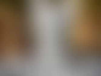 Feeding Your Cat a Raw Diet: The Maine Coon Mayo Guide