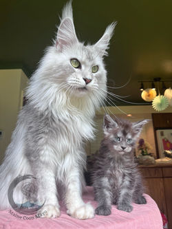 Misty with Baby Missy - 1