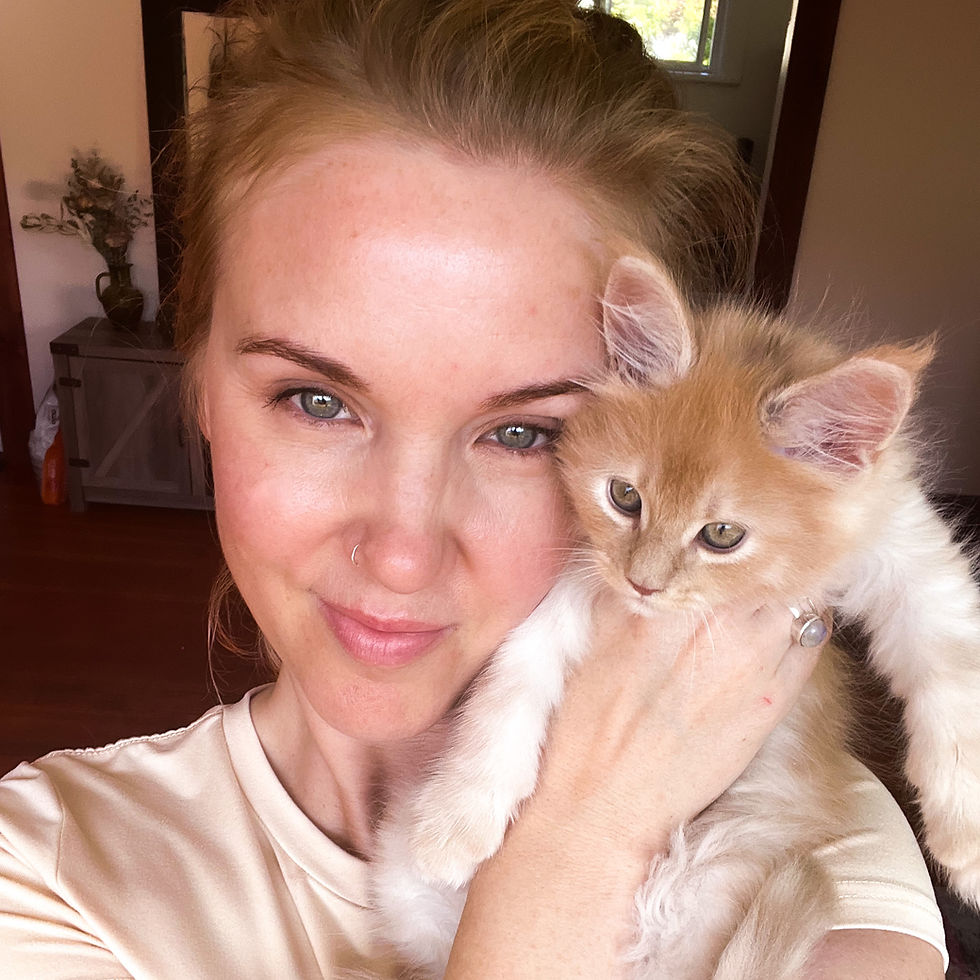 Breeder holding a red maine coon kitten.