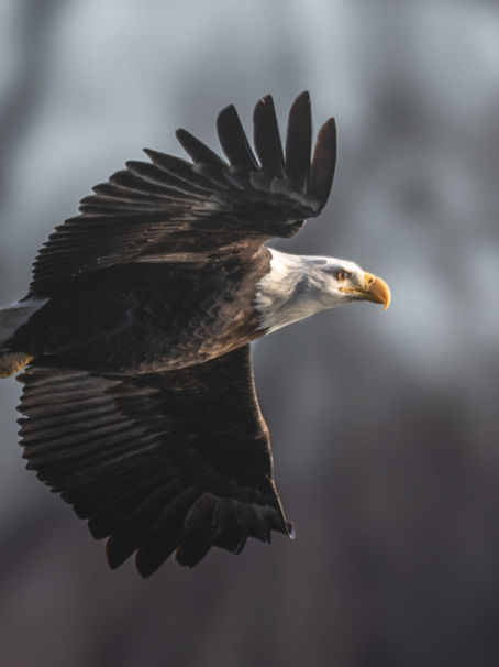 I need alt text and excerpt. I also need social share title and description