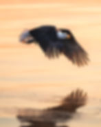 eagle reflection in bright water; glare control example