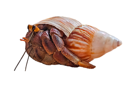 hermit crab supplies Australia
