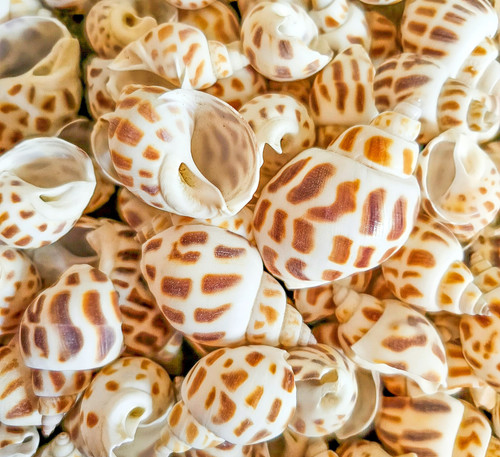 Babylonia Areolata Shell S | The Happy Hermie