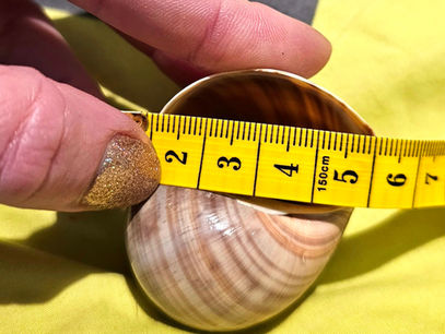 How To Measure Shells For Your Hermit Crabs
