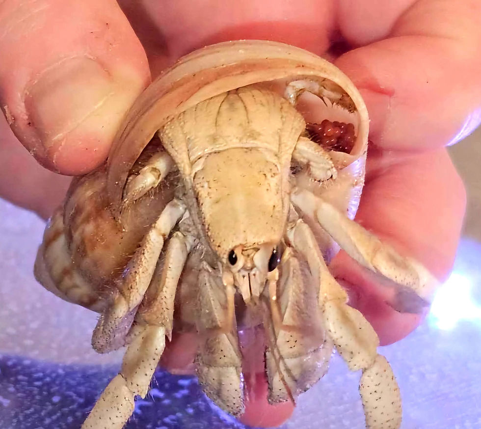 Gravid C. Variabilis female carrying freshly laid eggs. Photo - Rachael Adel