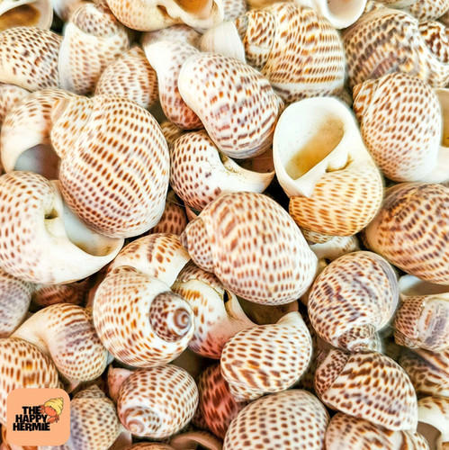 Natica Tigrina Shell - S | The Happy Hermie