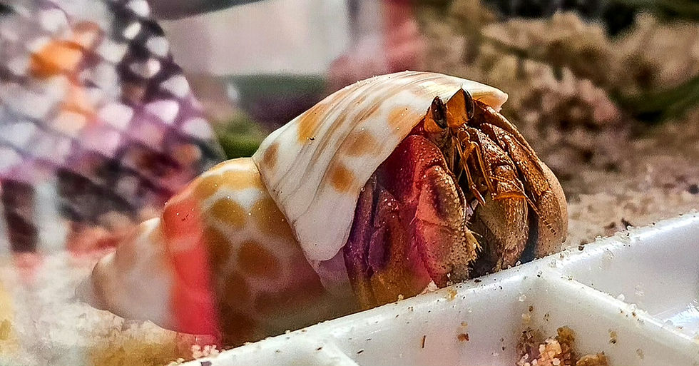 Light brown exoskeleton colouring