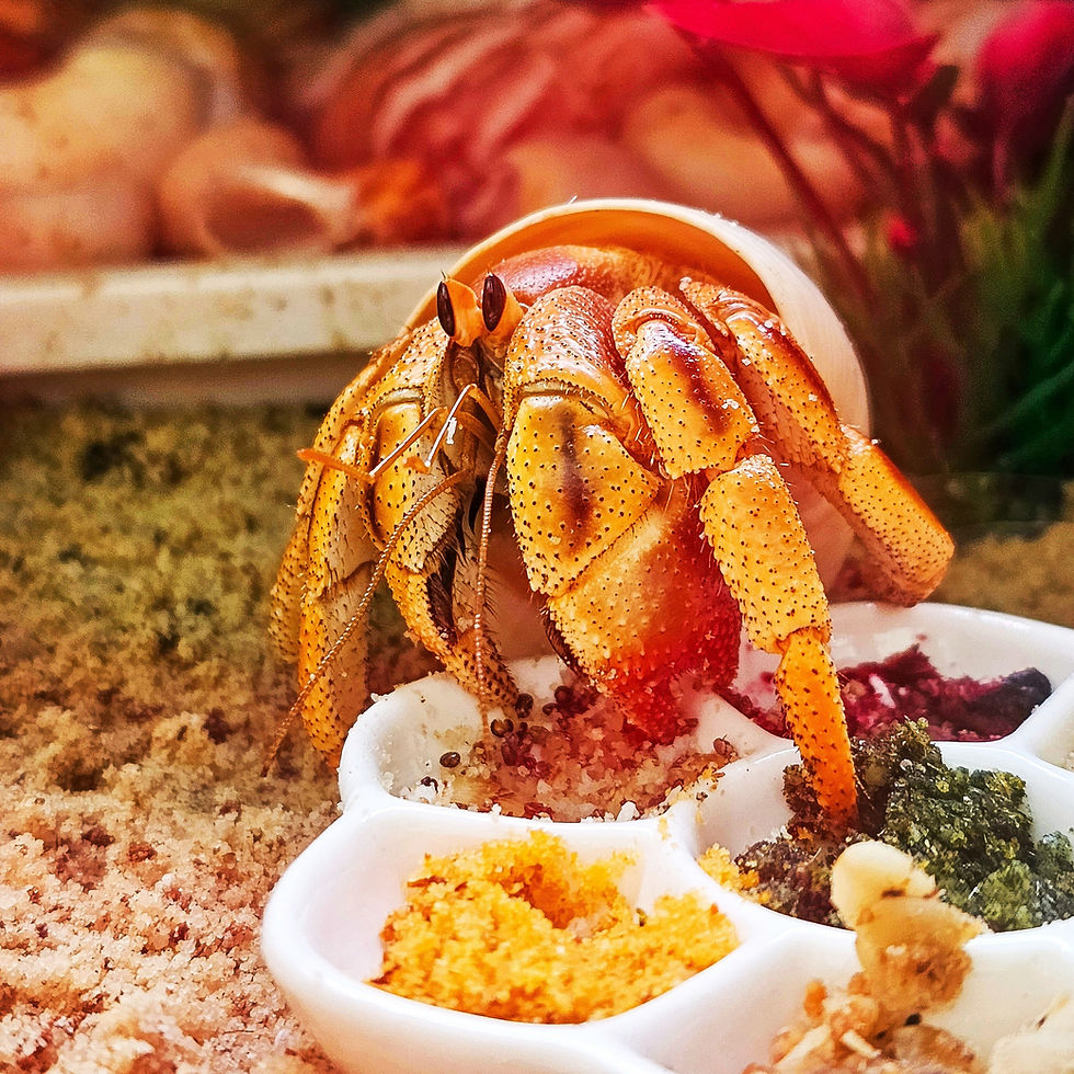 Orange exoskeleton colouring