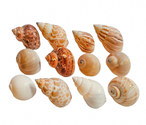 Bulk Shell Packs - S/M/L/MIX | The Happy Hermie