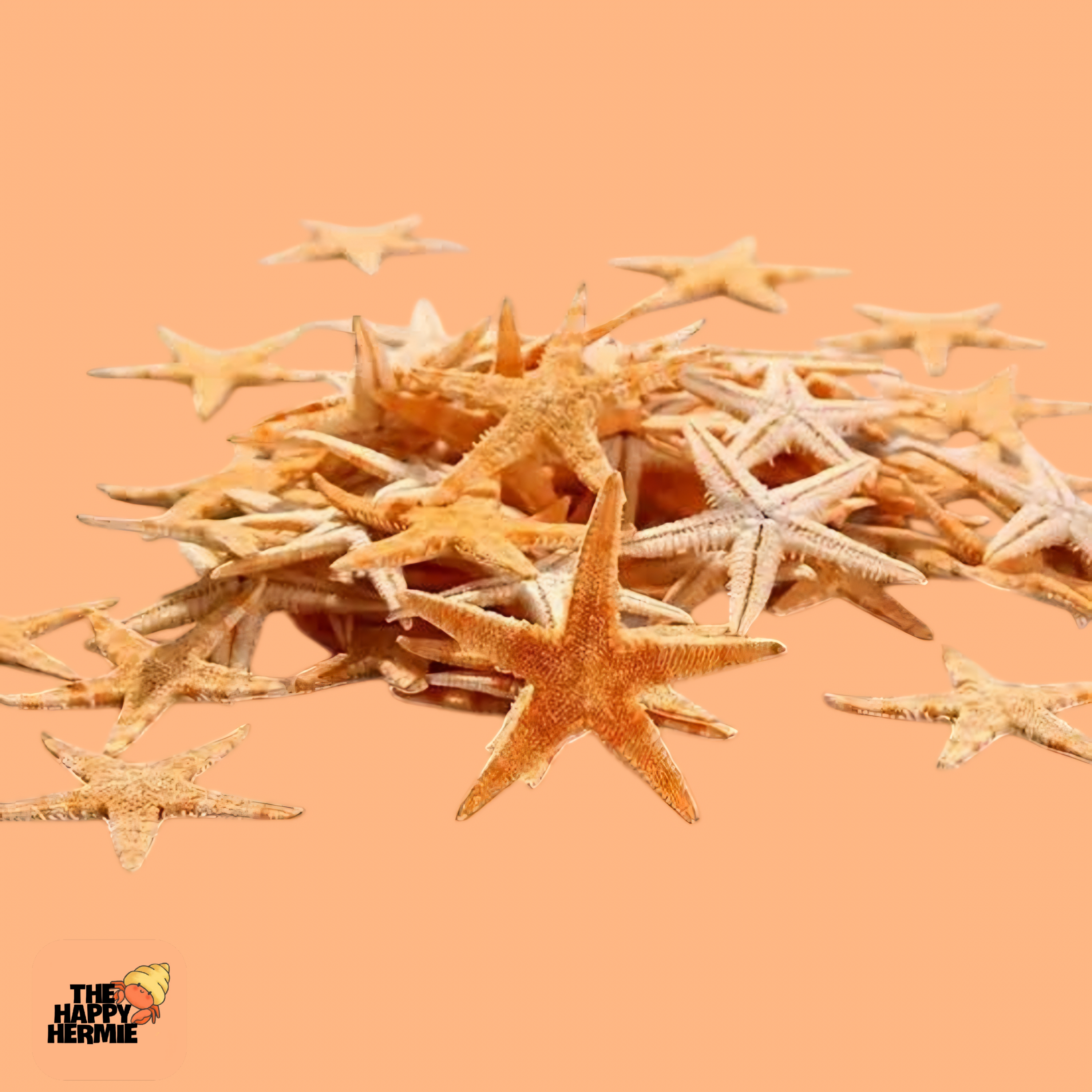 Natural Starfish 10pk - Hermit Crab Supplement