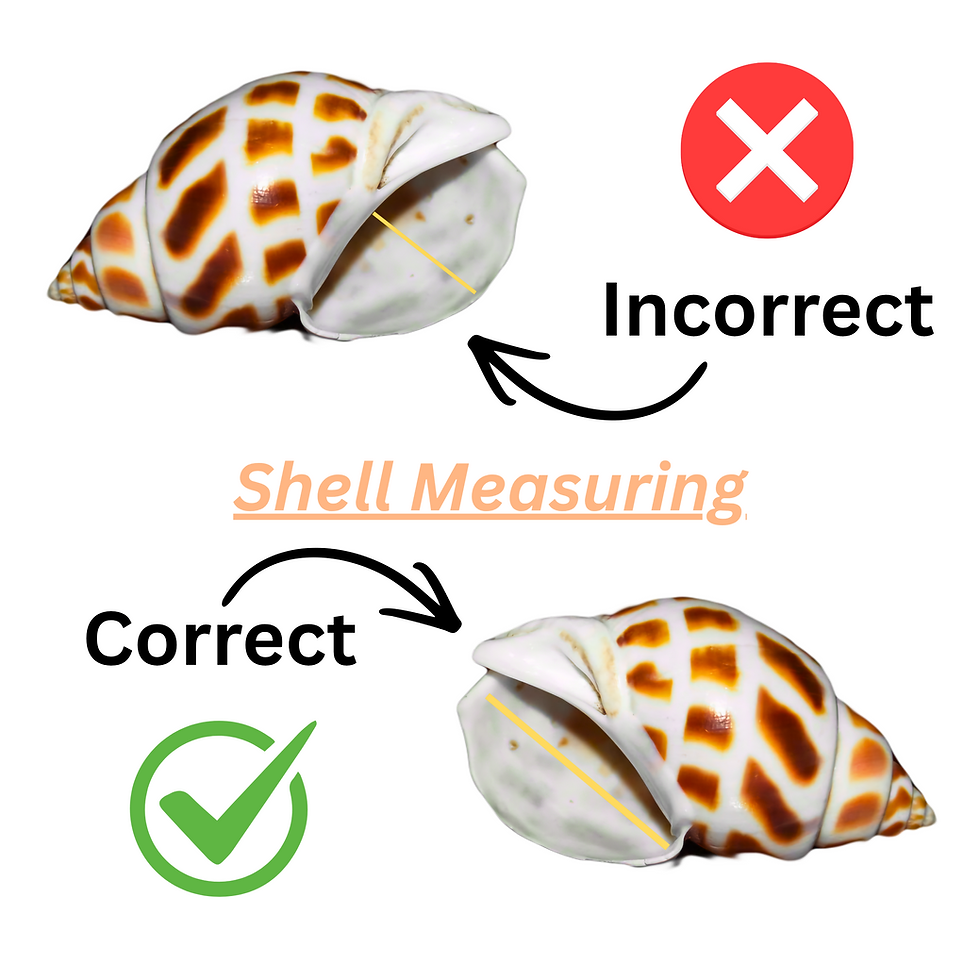 Thumbnail: Helicostyla Rufogaster Land Snail Shell M