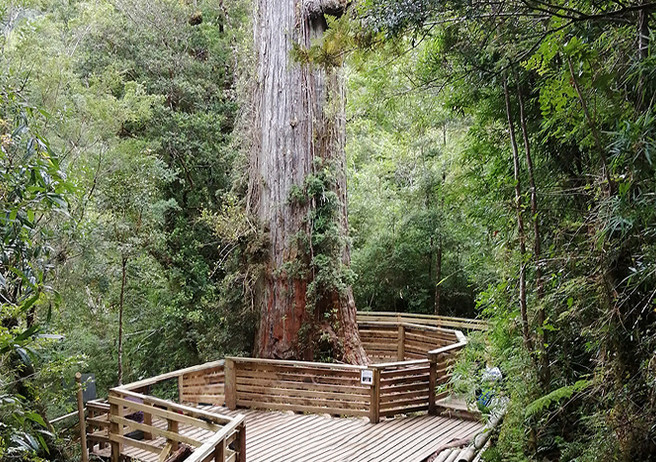 Parque Nacional Alerce Andino.
