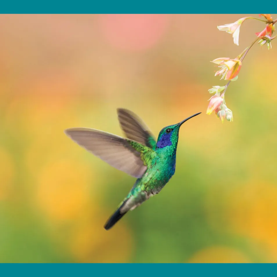 Renewal. Rebirth. New hope.