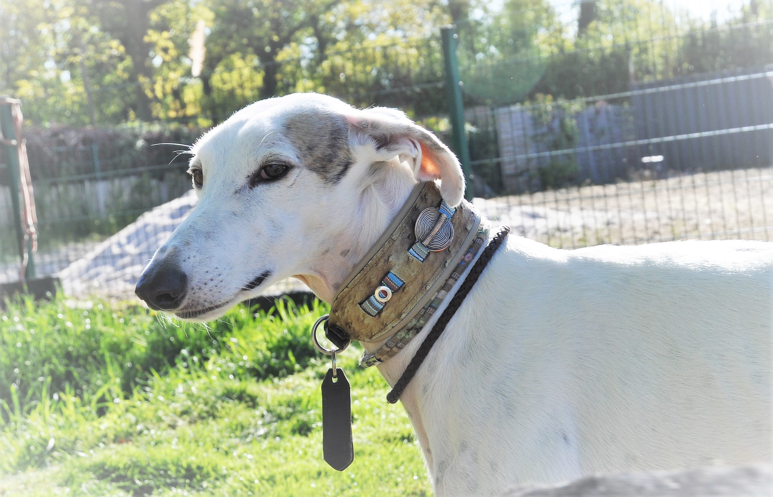 halsbänder hund Canestaff® Individuelles Halsband