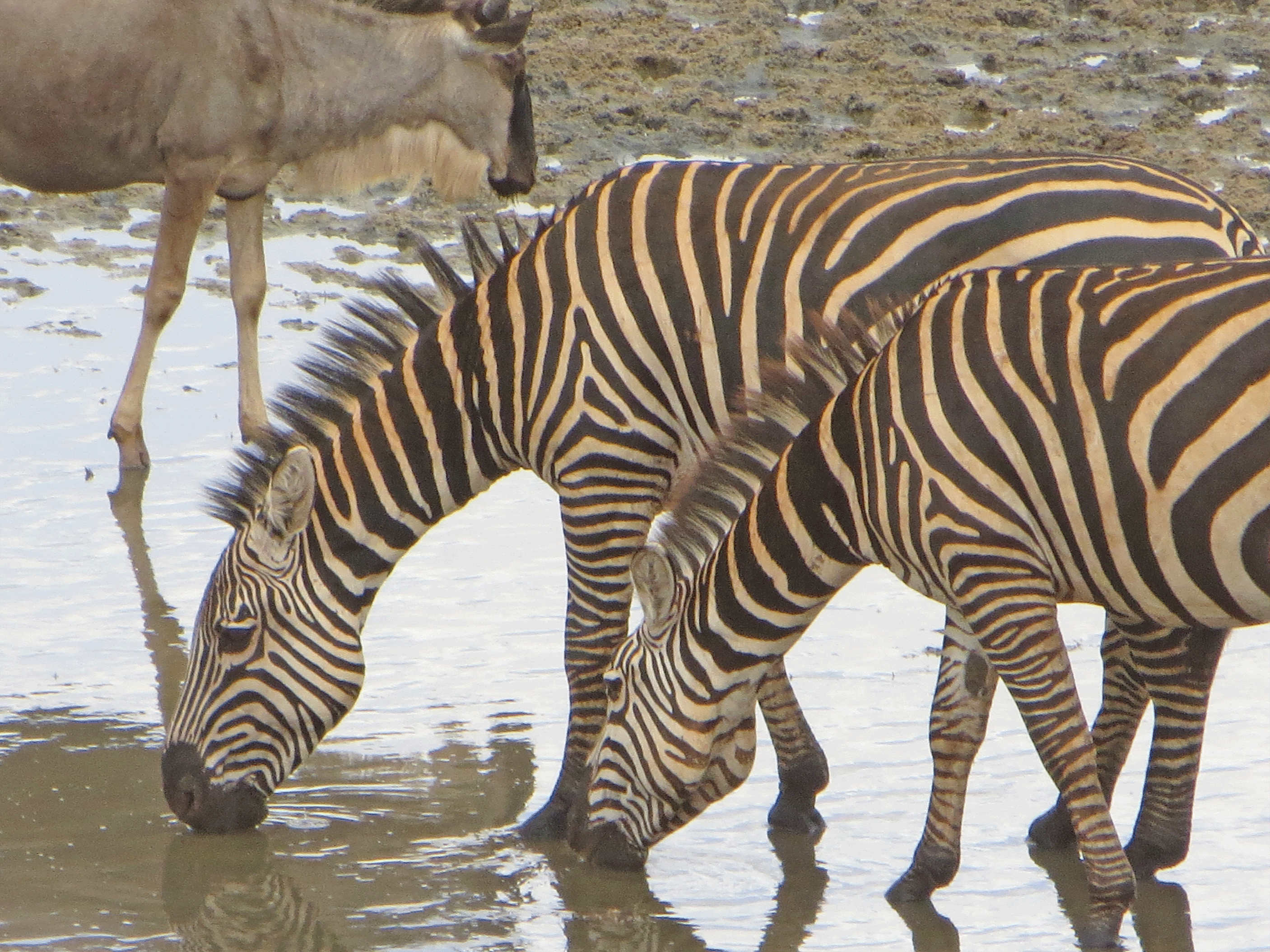 Wildlife In Africa