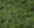 Wald.webp