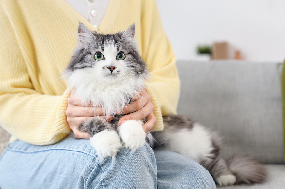 Abu Dhabi Pet Registration - Mandatory pet registration UAE - TAMM Pet Registration