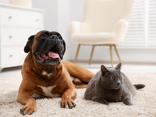 Abu Dhabi Pet Registration - Mandatory pet registration UAE - TAMM Pet Registration