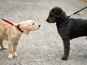 how to socialize puppy- dog socialization- pet insurance- MooPet Insurance uae