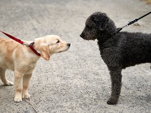 how to socialize puppy- dog socialization- pet insurance- MooPet Insurance uae