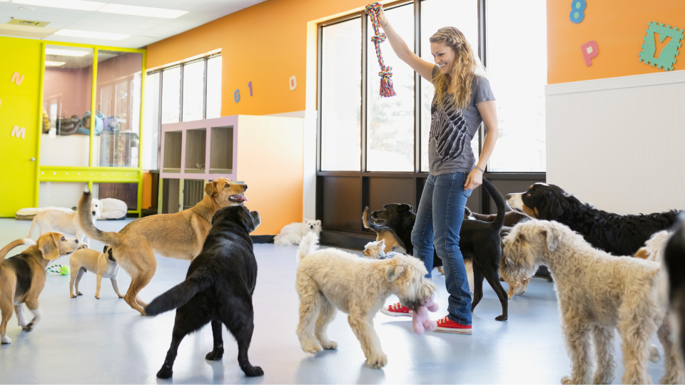 best dog boarding facilities in UAE- MooCover- pet insurance- UAE- Dubai