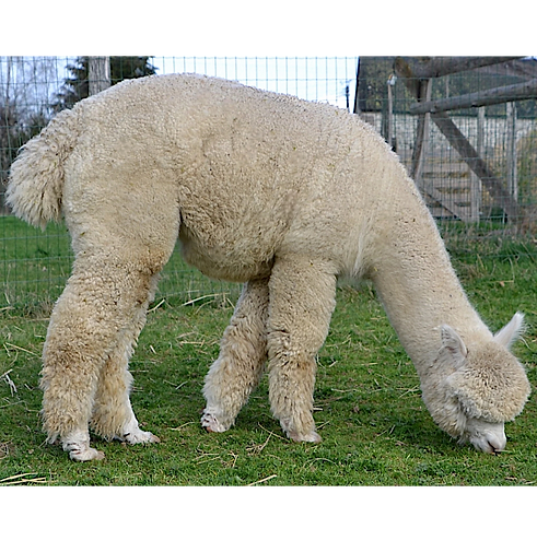 DSC_0033 copie 2-Photoroom_edited_edited_edited_edited_edited_edited_edited.png