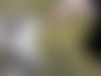 Varför belönar vi hundar med hundgodis?