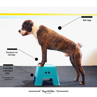HUNDTRÄNING: BALANSTRÄNING HEMMA MED DIN HUND