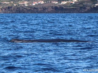 |11102020| Biggest fish in the world and biggest toothed whale