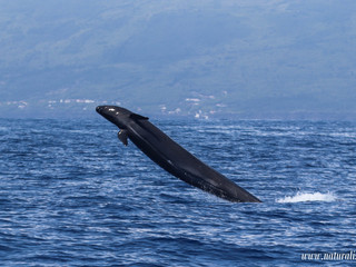 |20210715pm| False killer whale jump | Falsas orcas a saltar!